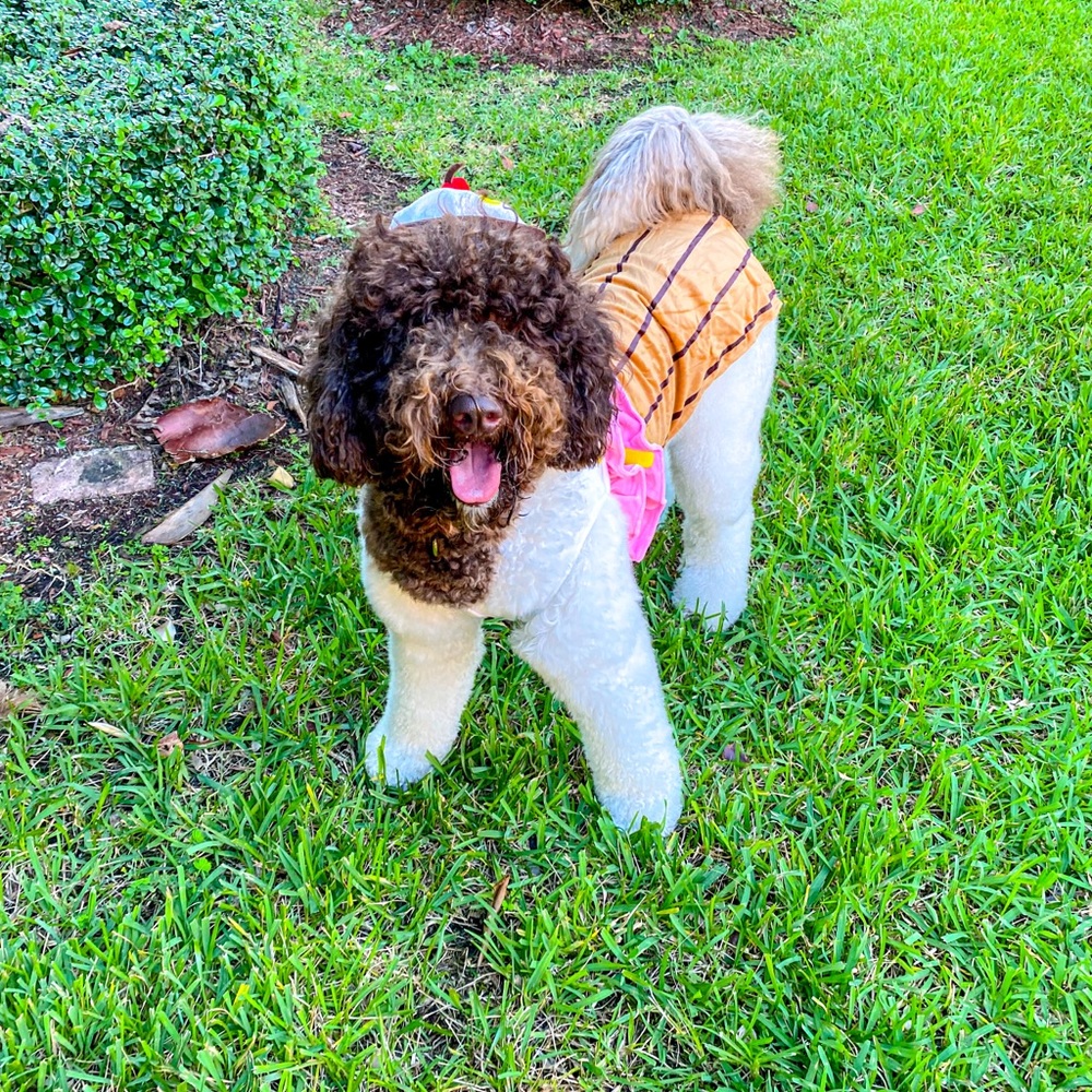HALLOWEEN COSTUME FOR YOUR PUP!